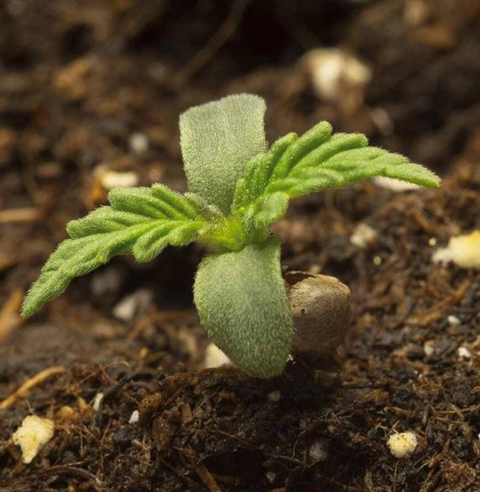 indoor farm